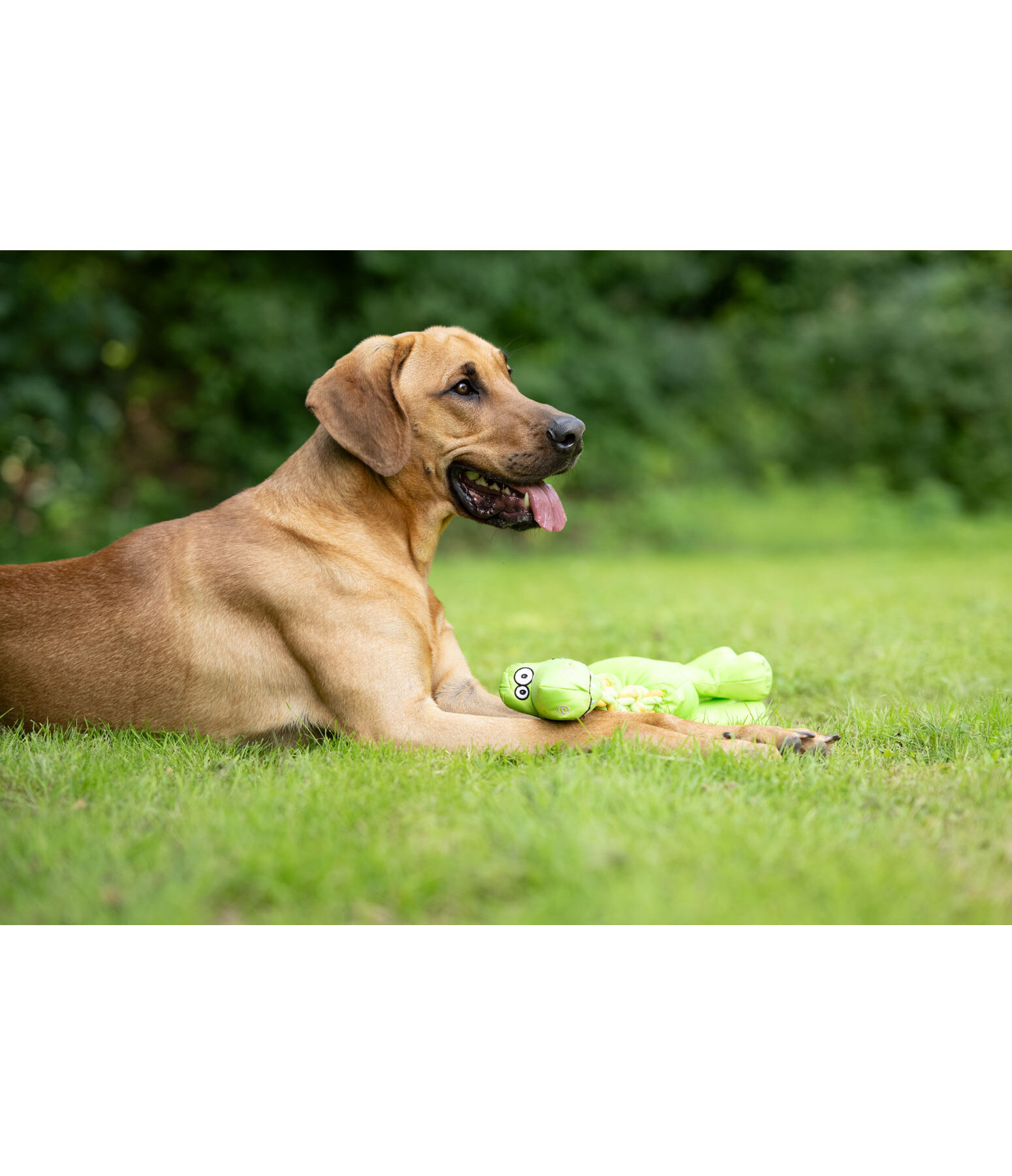 Jouet pour chien  Strong Dino