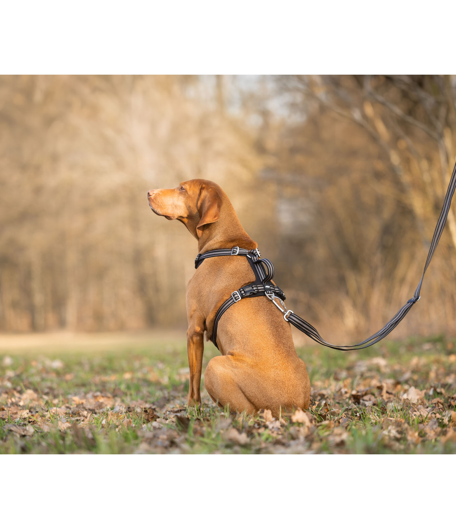 Harnais pour chien  Comfort Fit