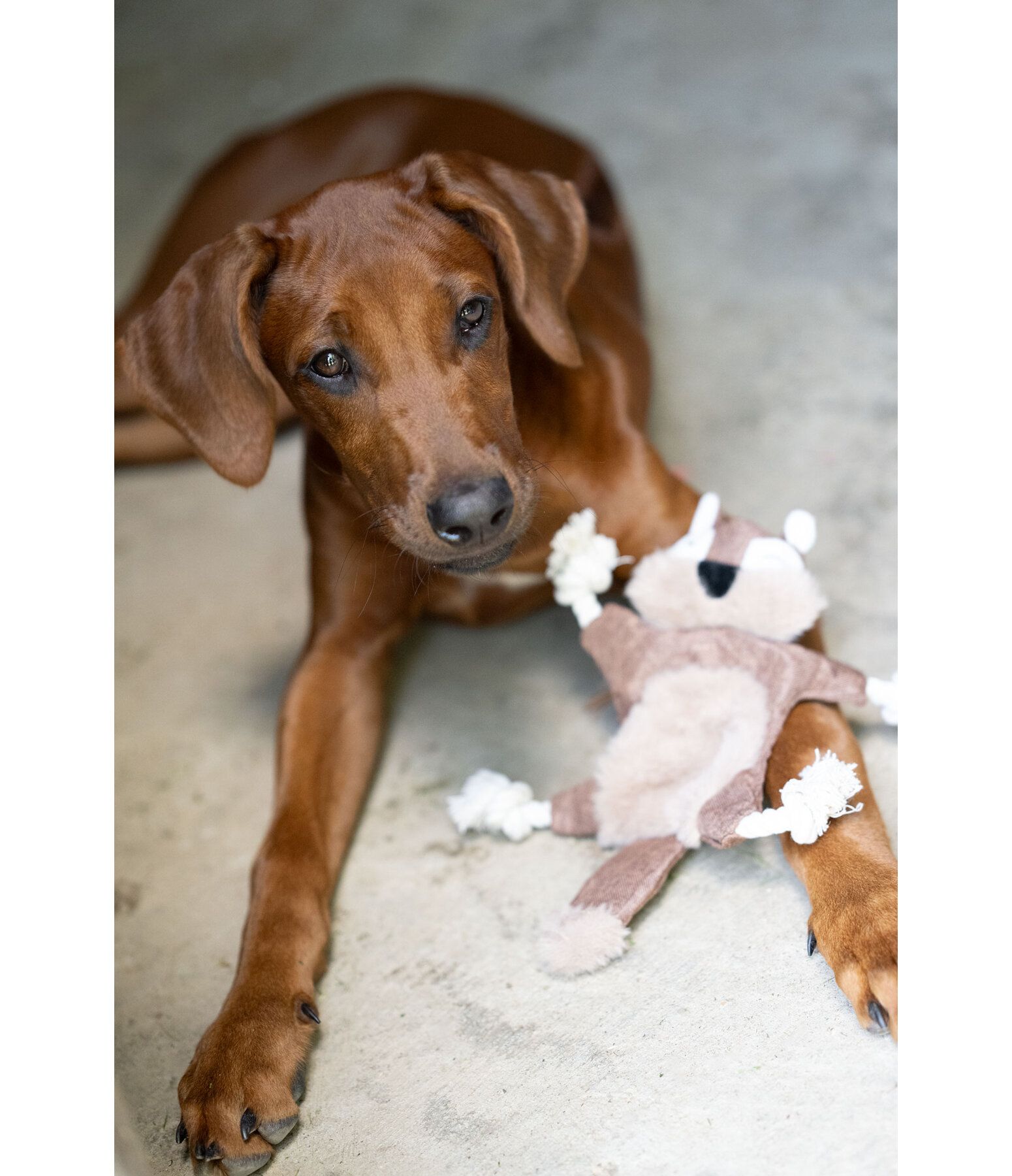 Jouet pour chien �cureuil