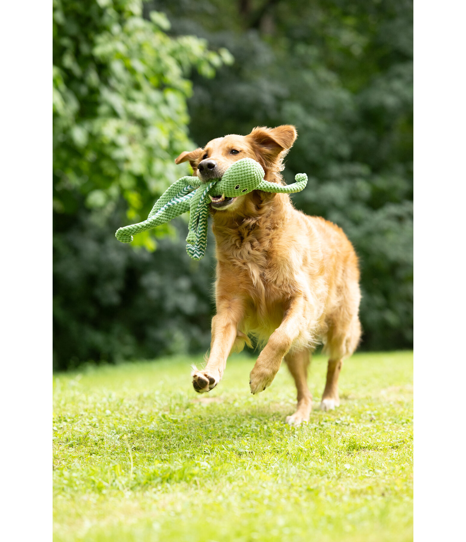 Jouet pour chien  Octopus