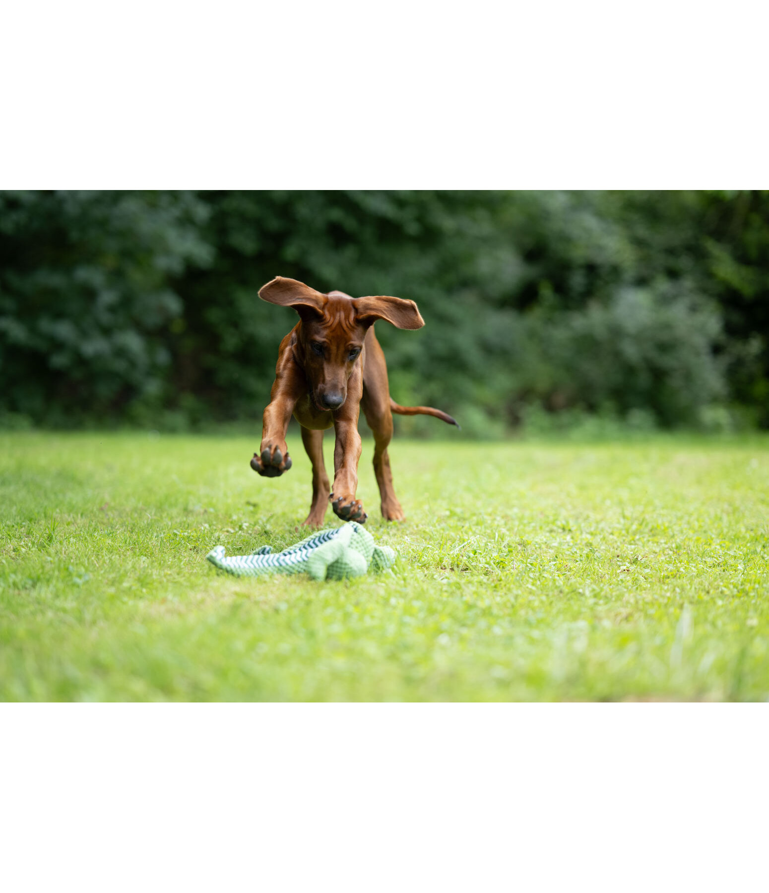 Jouet pour chien  Octopus