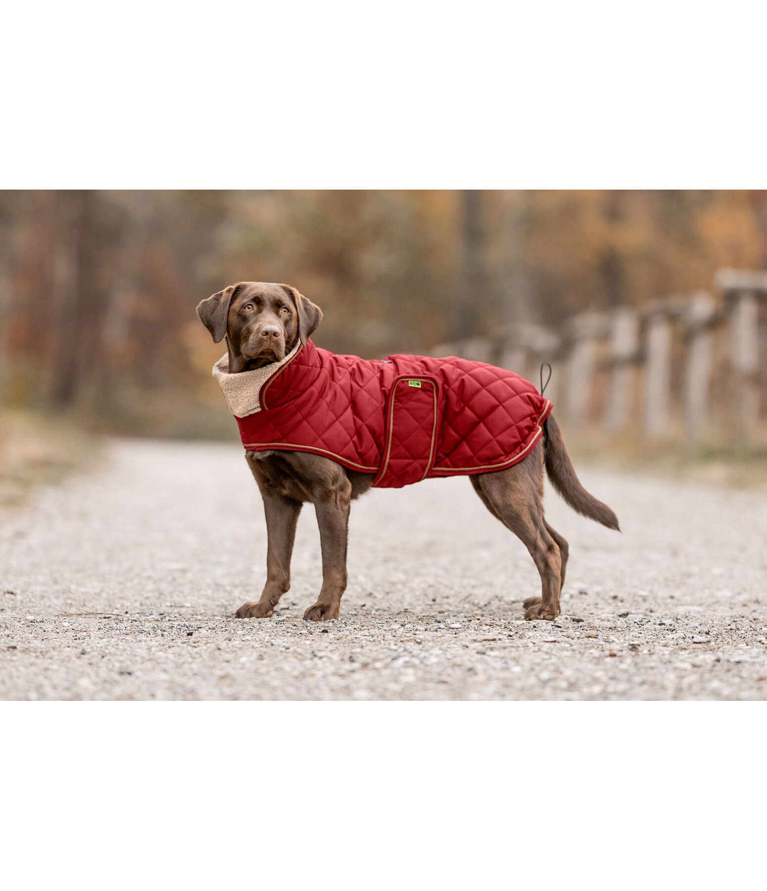 Manteau matelass� pour chien avec doublure en polaire Teddy  Holly