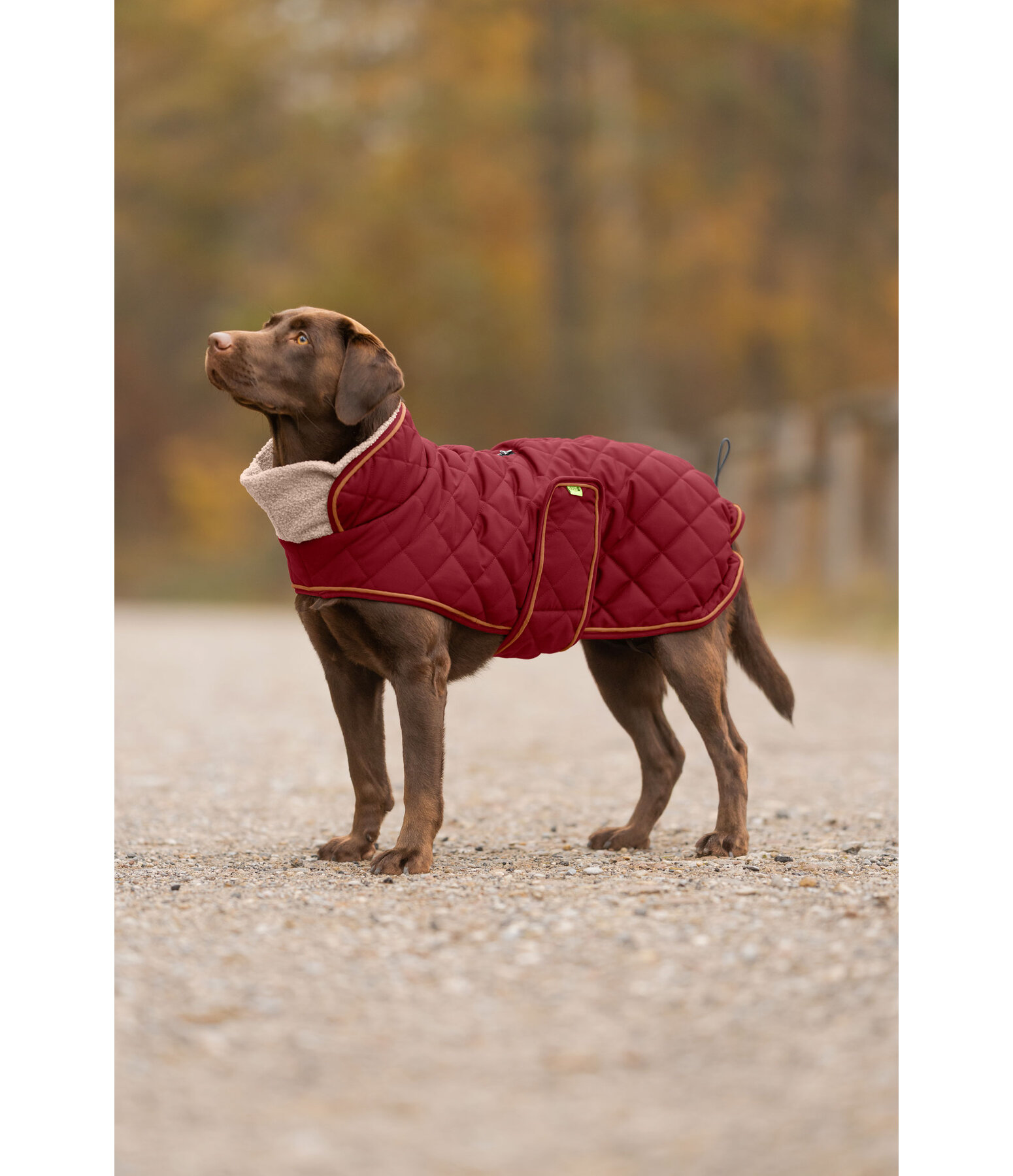 Manteau matelass� pour chien avec doublure en polaire Teddy  Holly