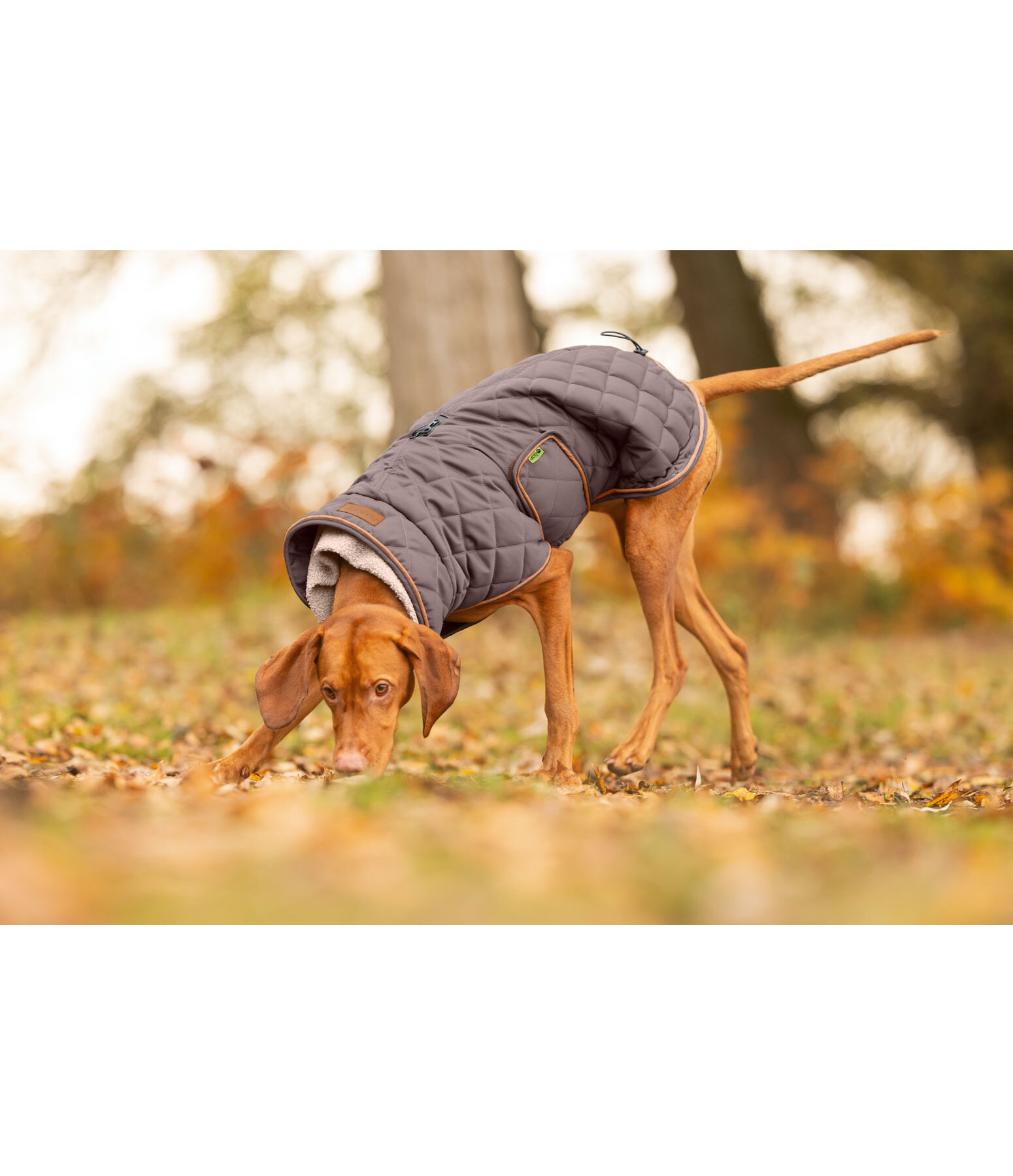 Manteau matelass� pour chien avec doublure en polaire Teddy  Holly