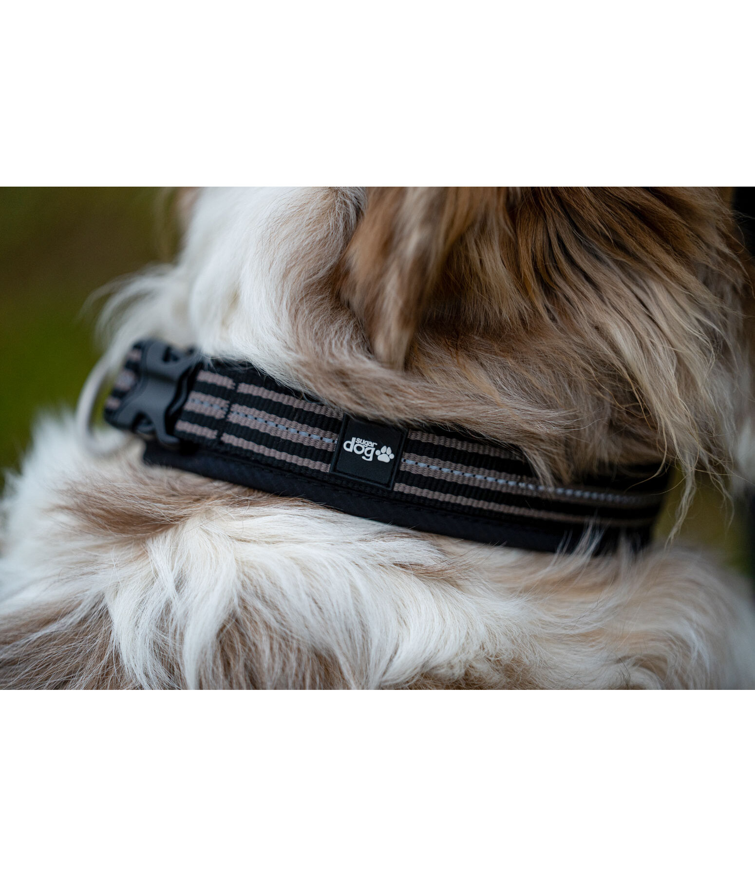 Collier pour chien  Comfort Fit