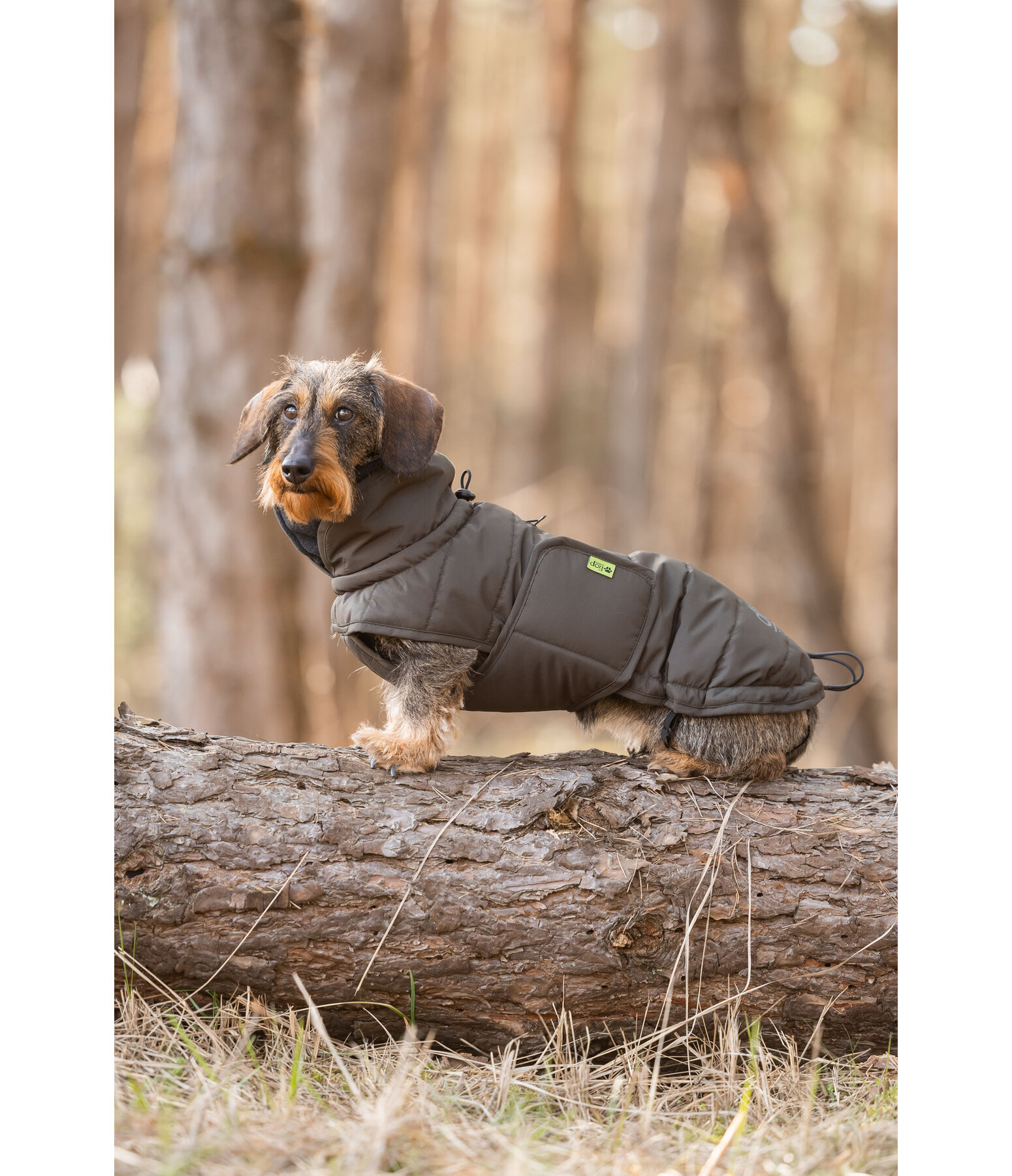 Manteau d'hiver pour teckel  Henry 200 g
