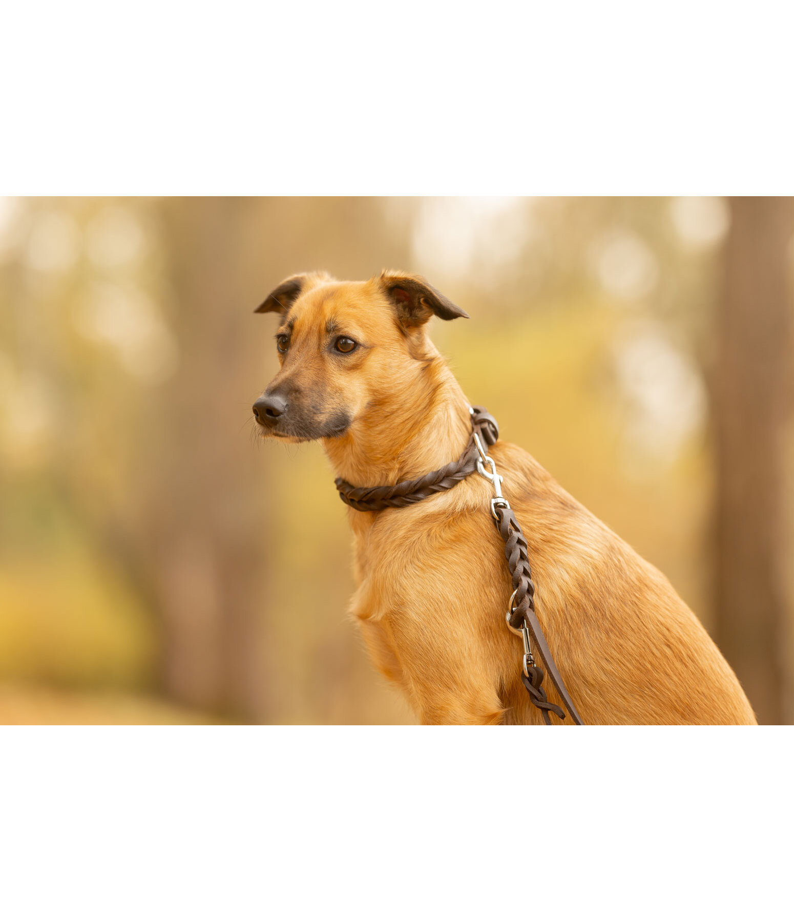 Collier pour chien en cuir  Adams