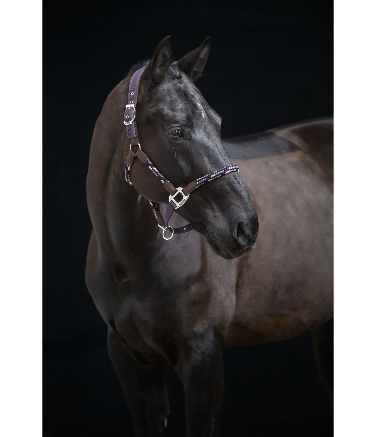 Licol anatomique  Sophistication