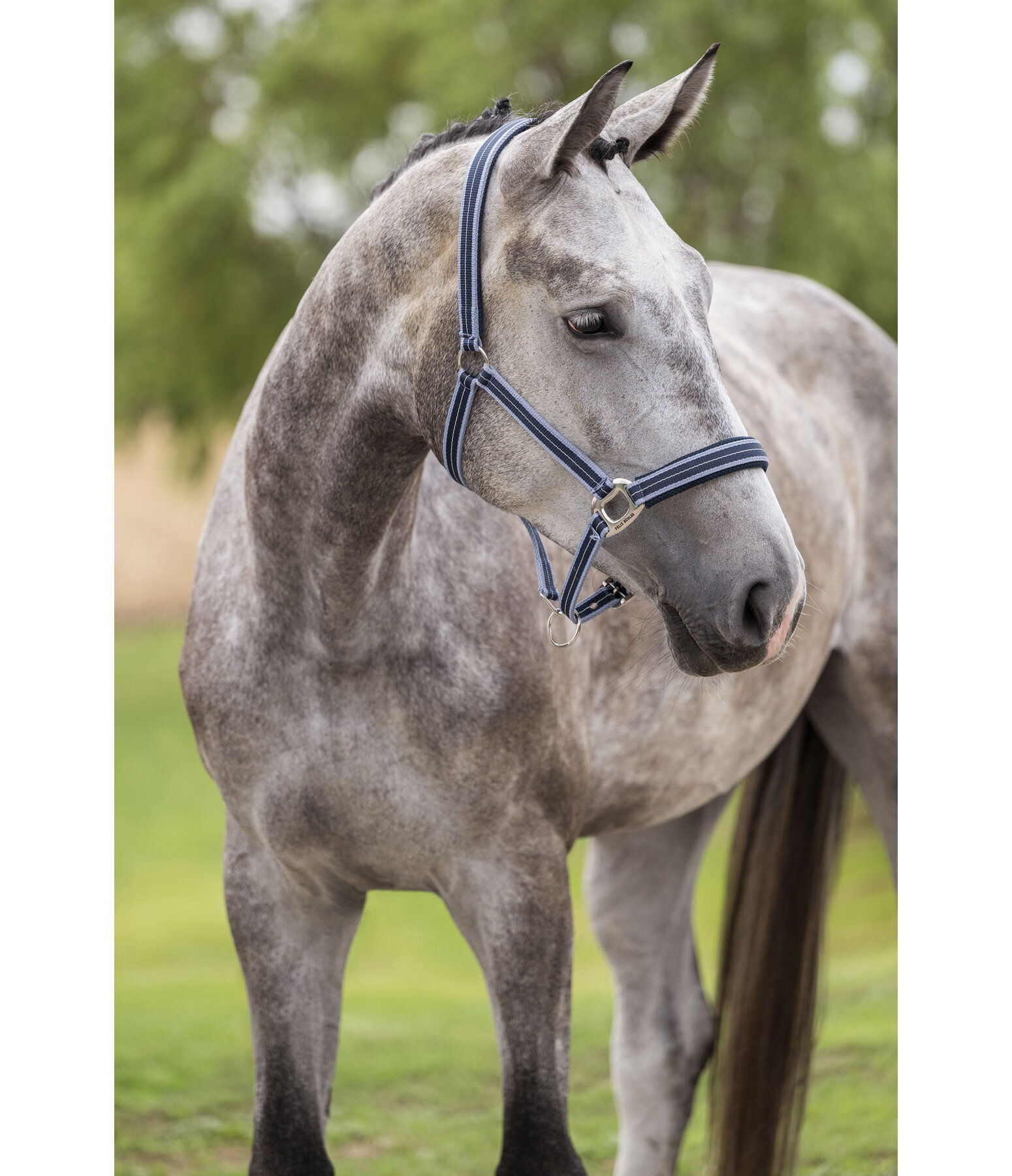 Licol  Swiss Design II