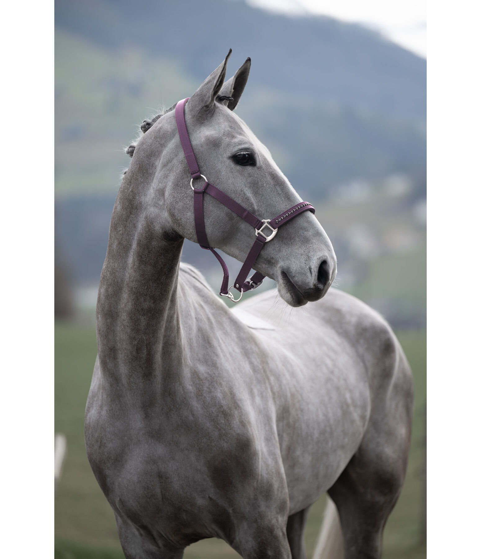 Licol  Twinkle