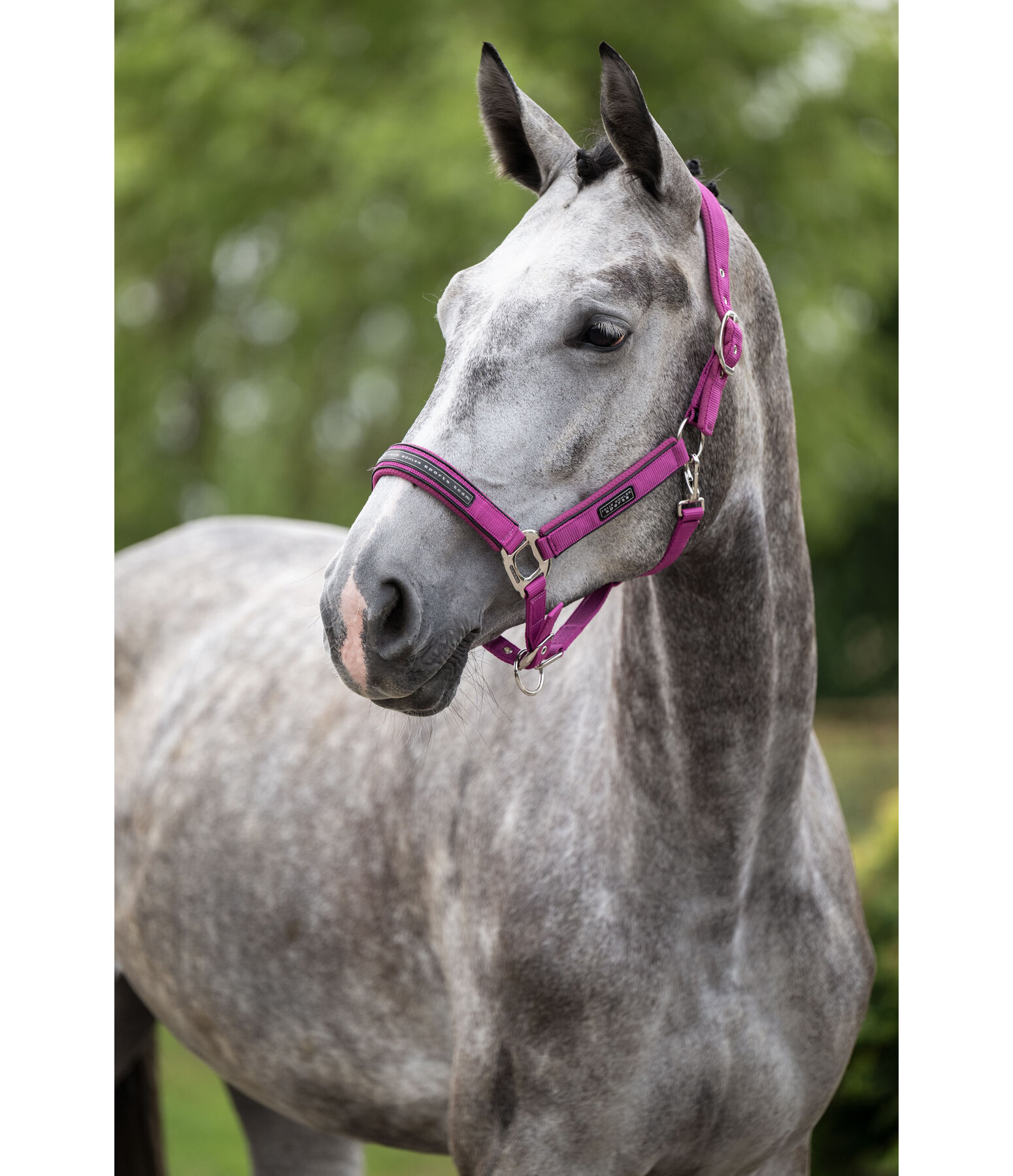 Licol  Mesh-Technology