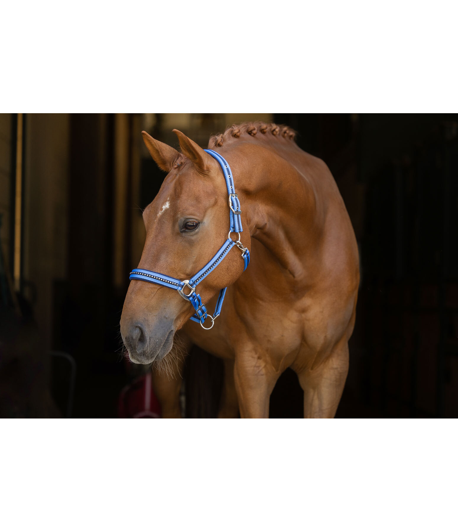 Licol  Twotone & Crystal