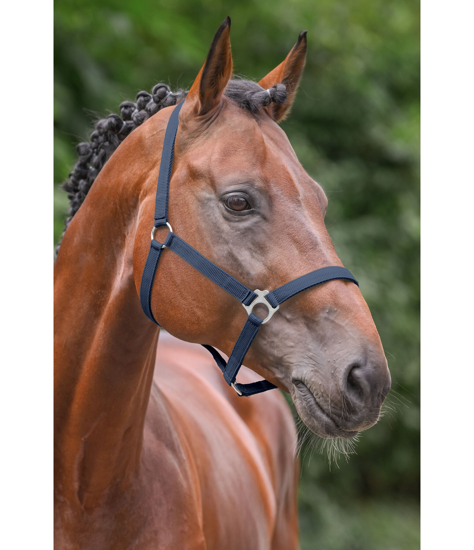 Licol en nylon  prix cass