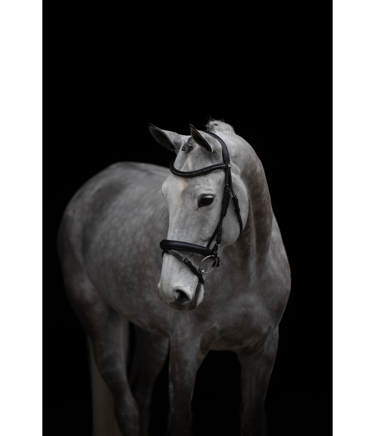 Bridon  Midnight