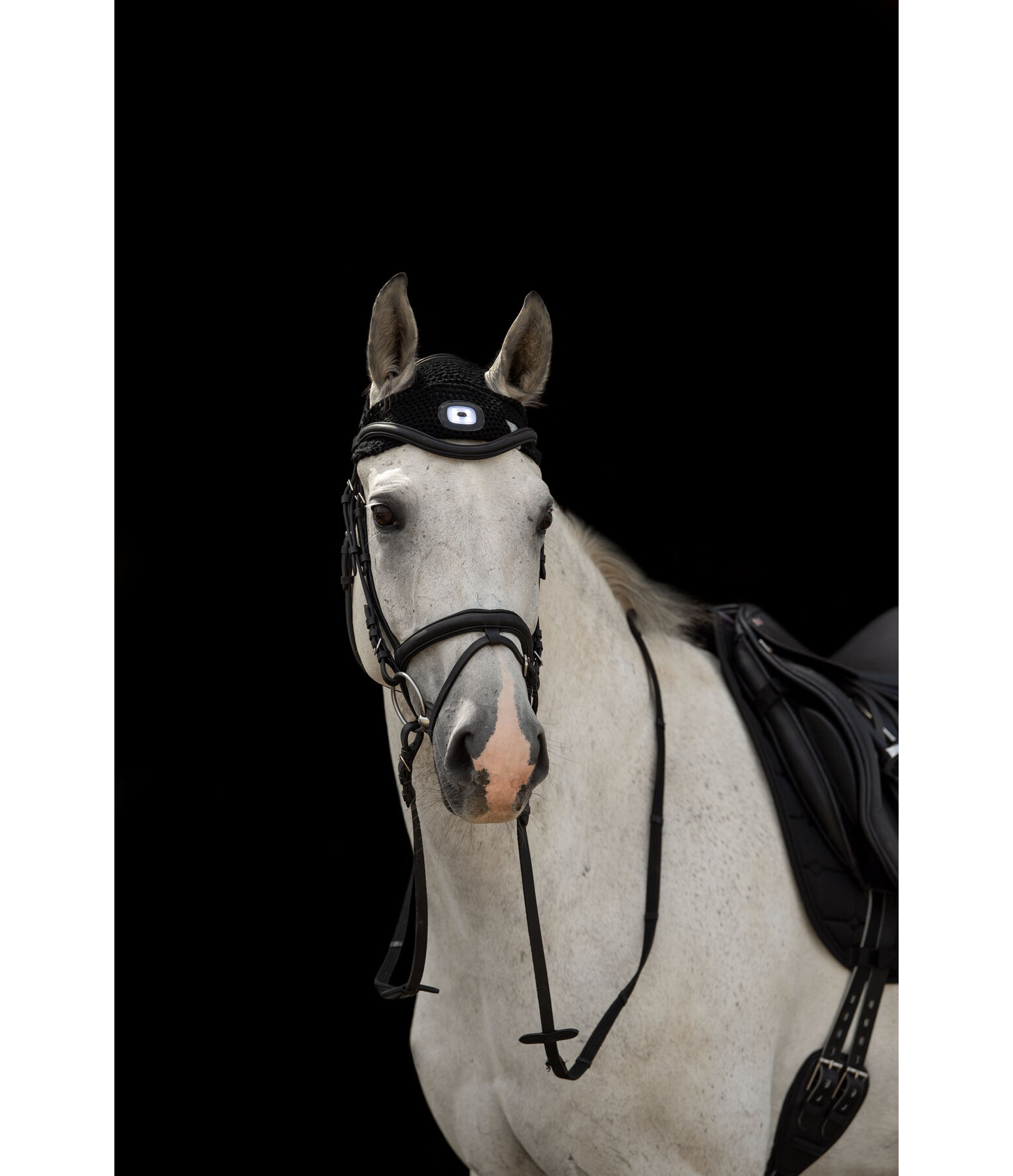 Lampe frontale  LED pour chevaux