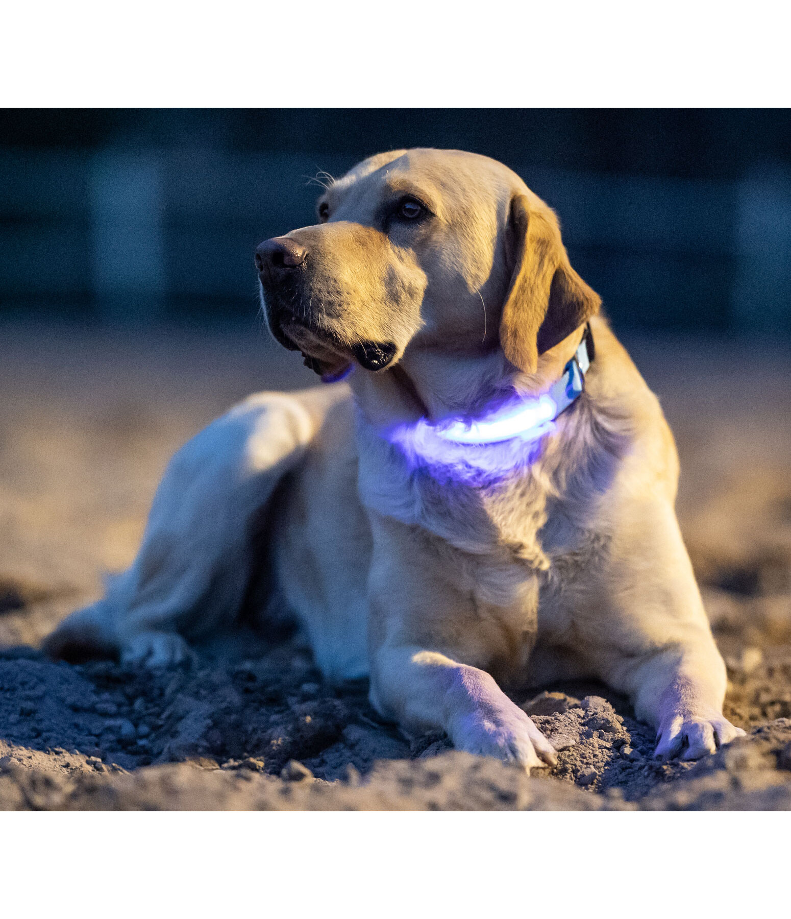 Collier pour chien LED  Loom