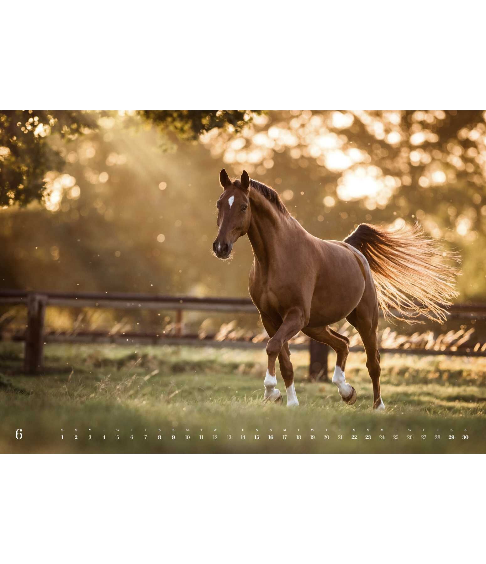 Calendriers 2025 Chevaux