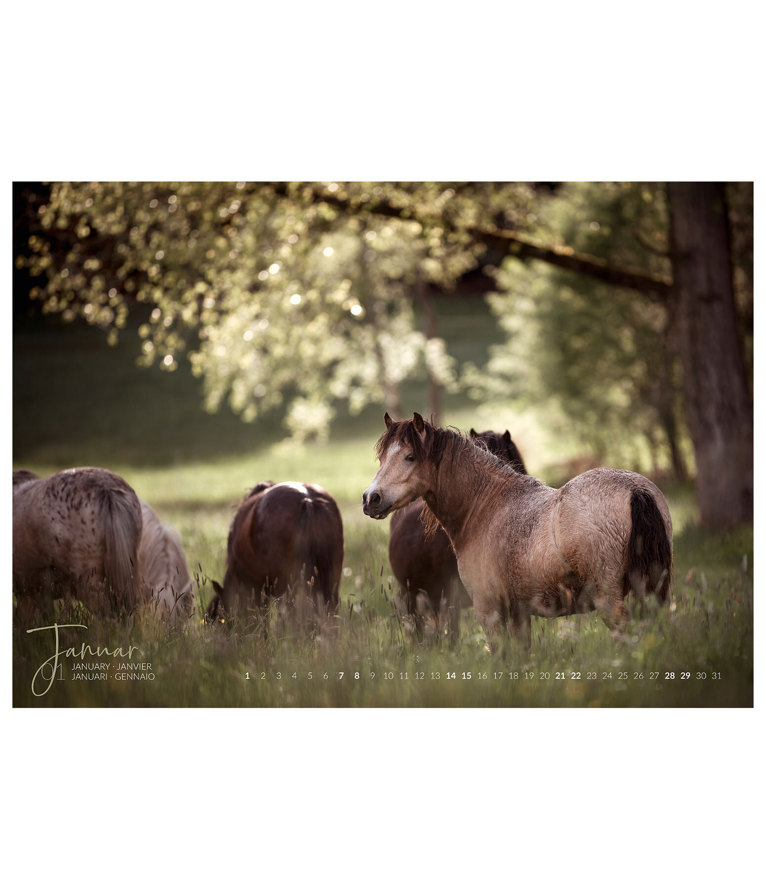 Calendrier artistique Chevaux & Eau 2021