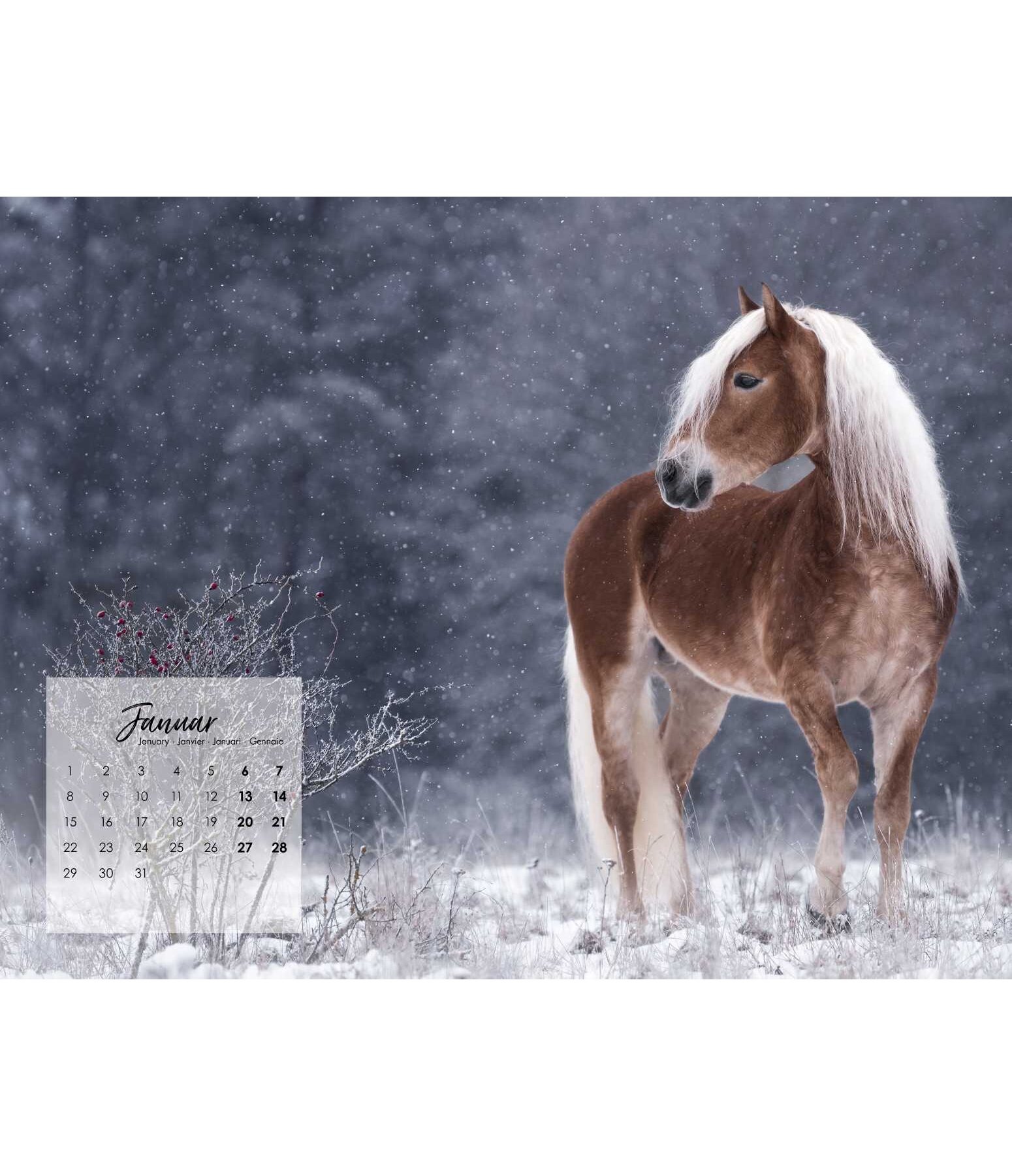 Calendrier Haflinger 2025