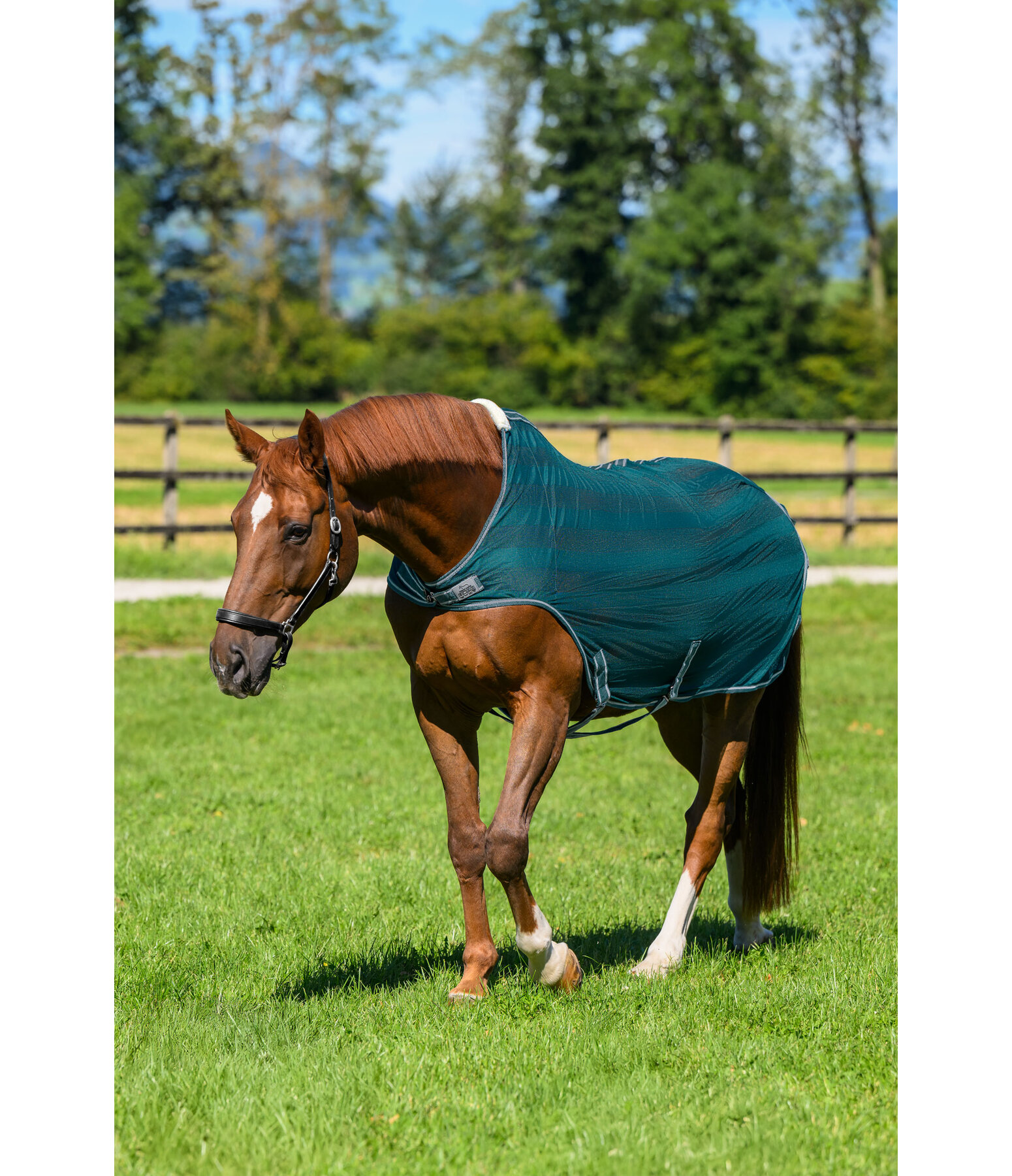 Chemise de marcheur anti-mouches  Economy Light