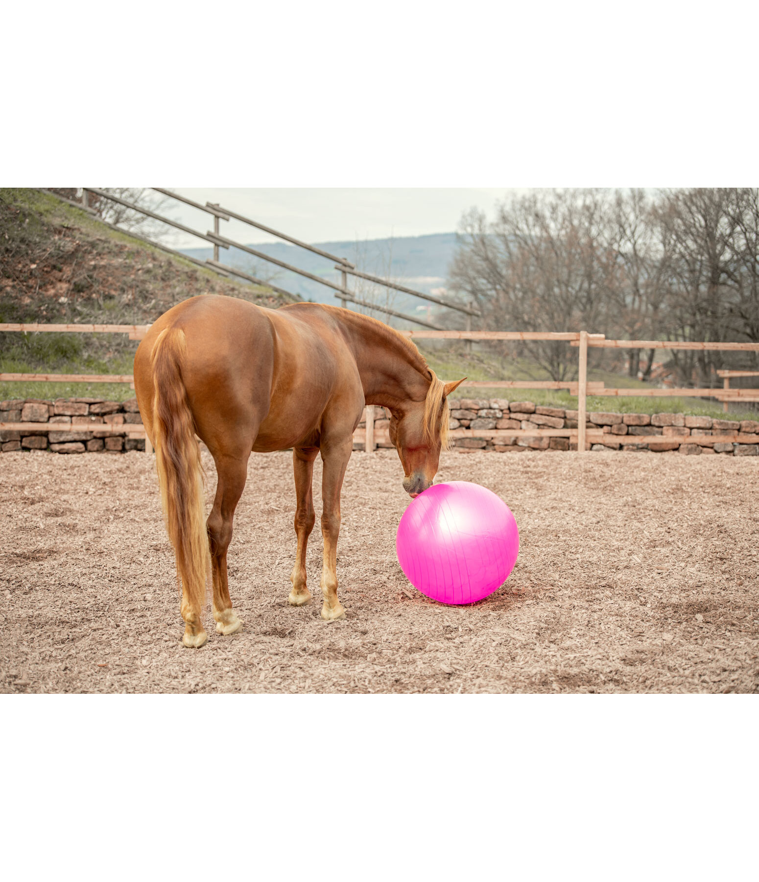 Grosse balle de jeu pour chevaux