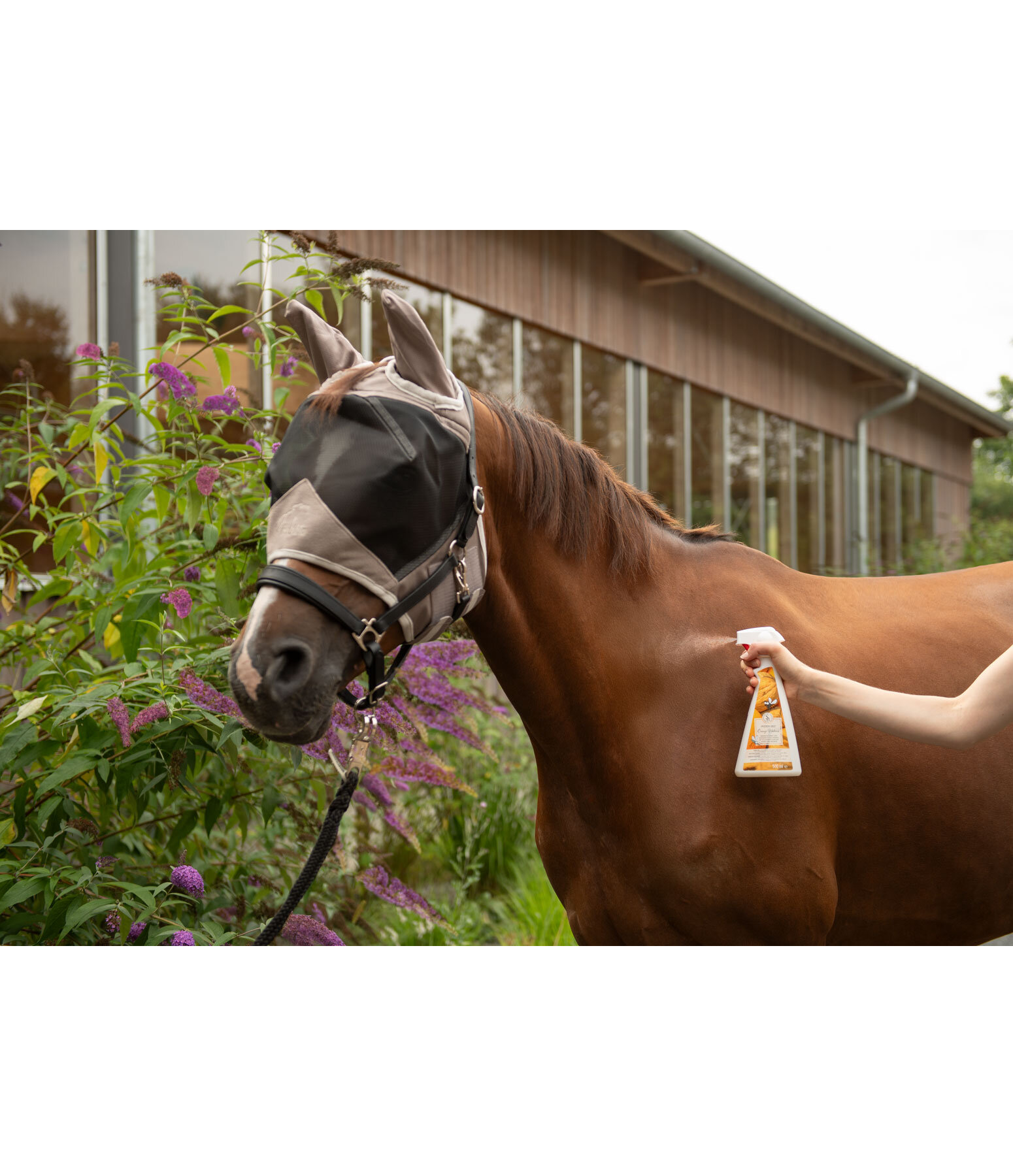 Do pour chevaux  Orange Noix