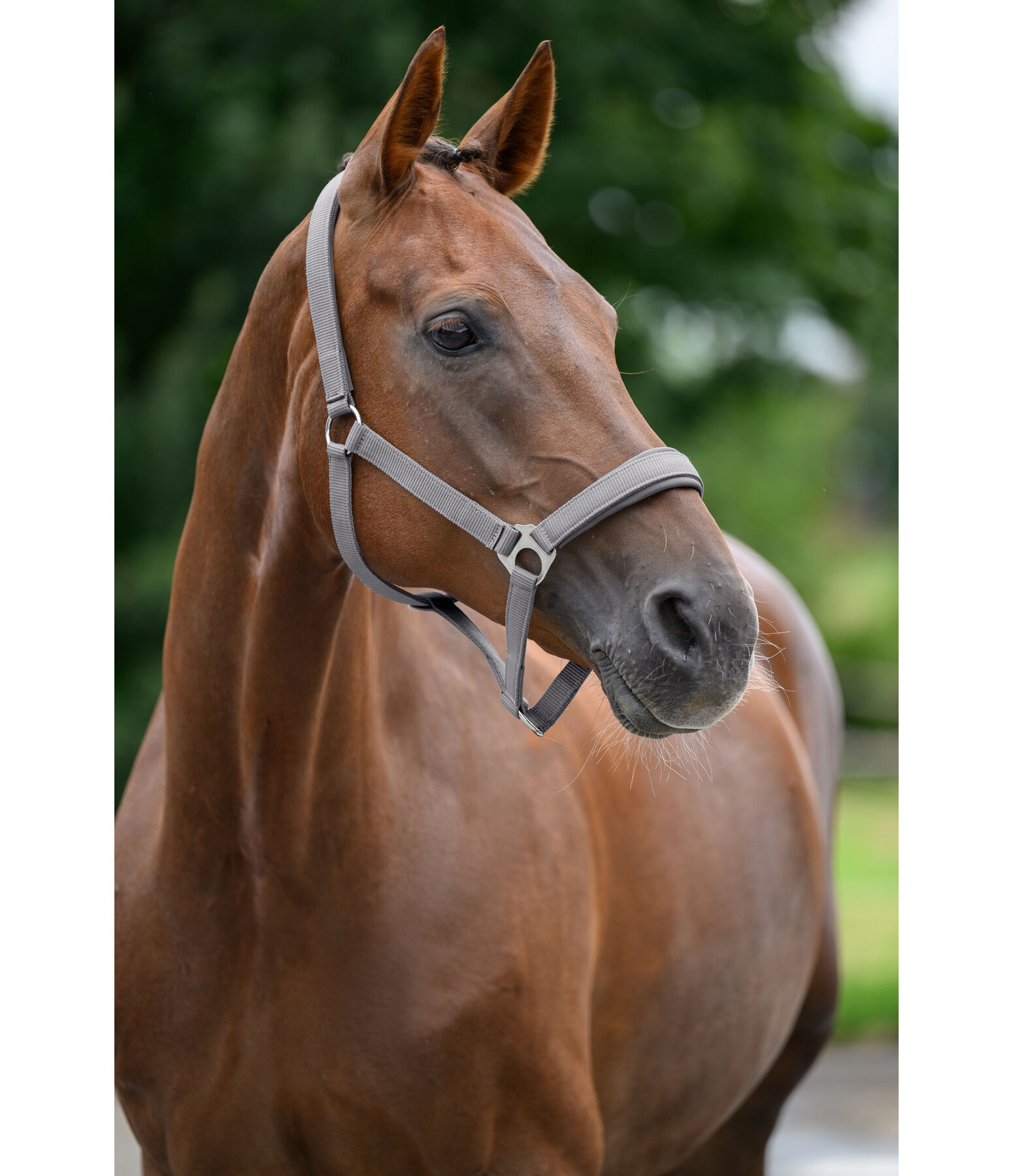 Licol en nylon � prix cass� II