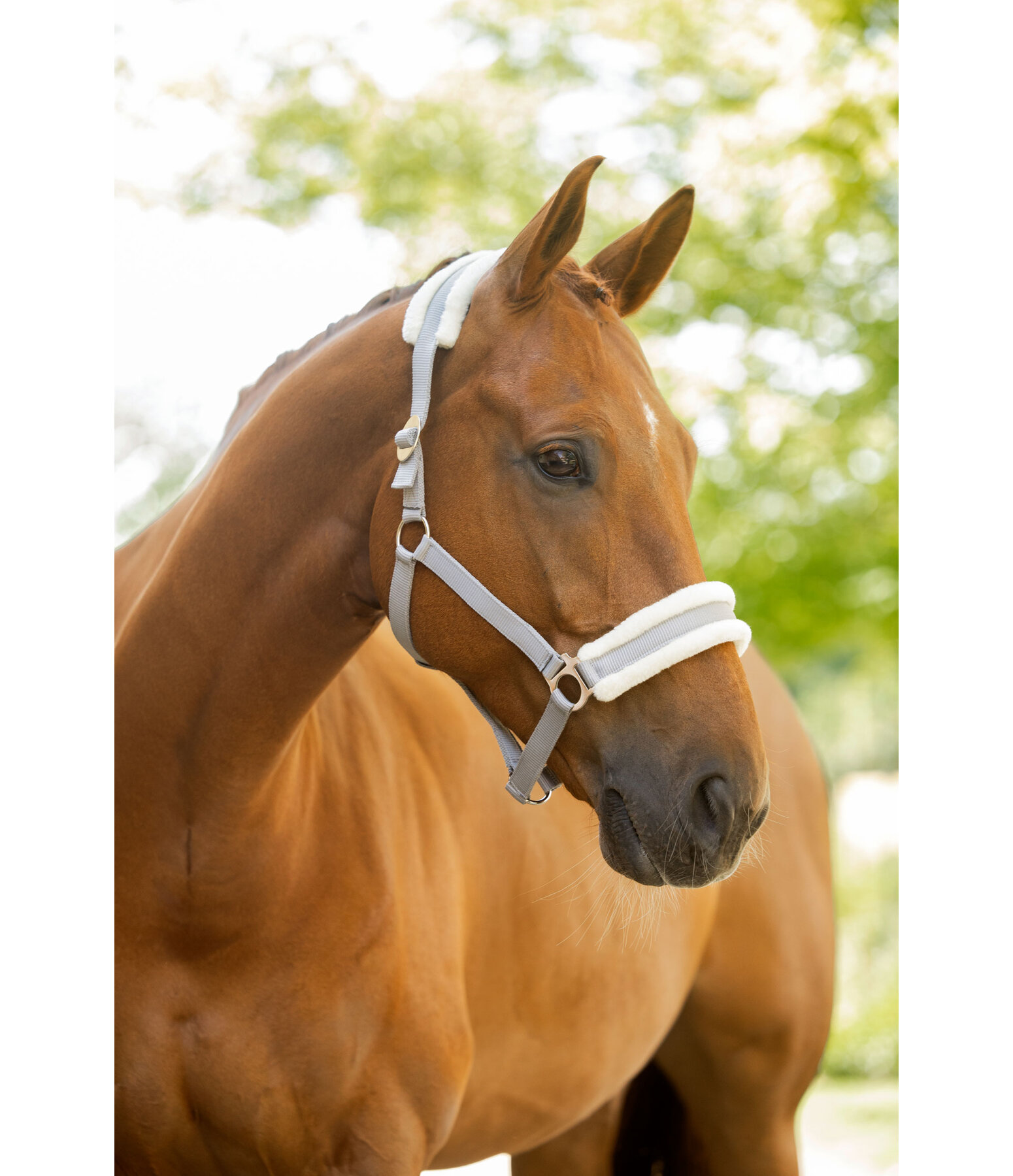 Licol en polaire Teddy � prix cass� III