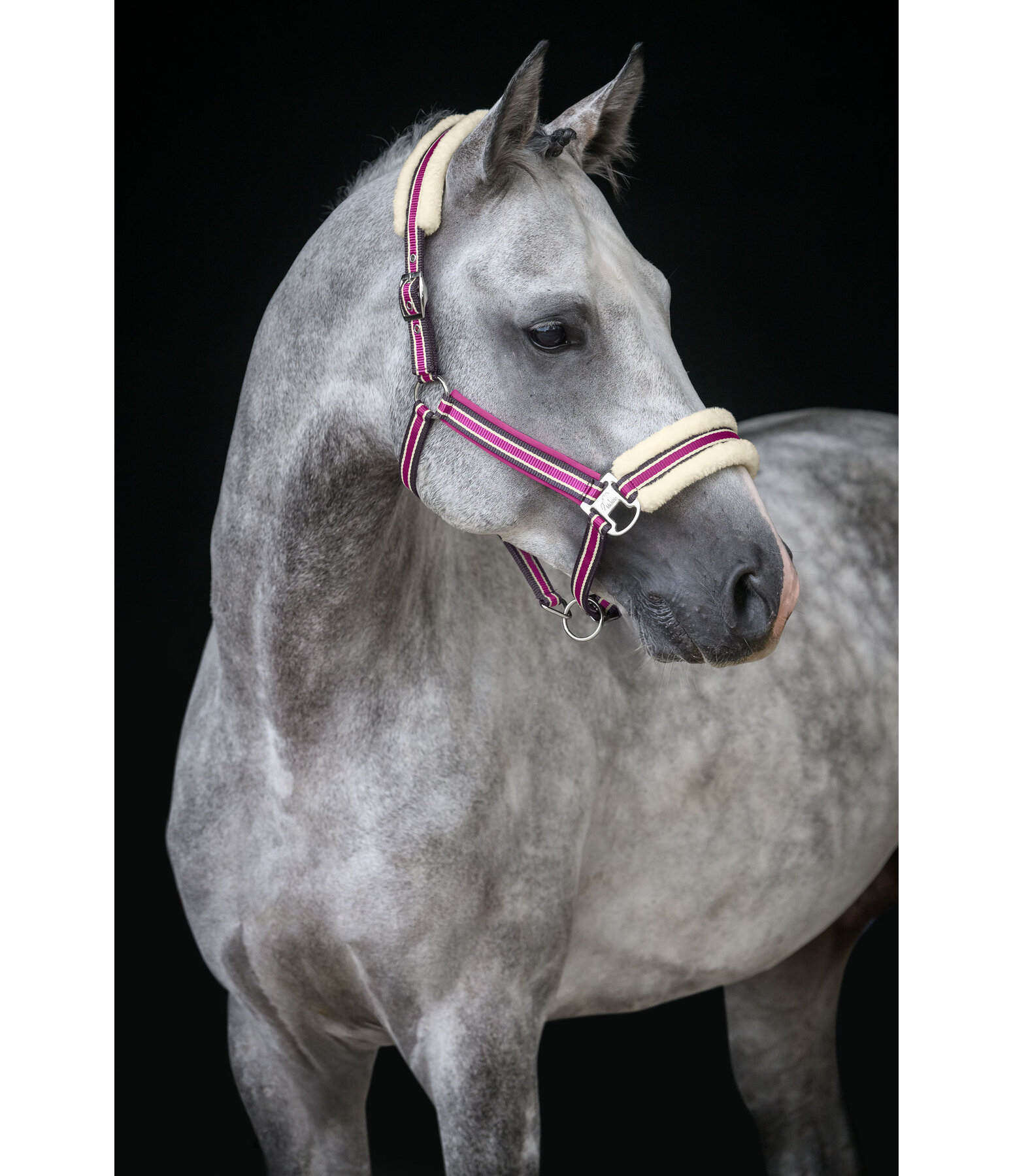 Licol en polaire Teddy  Essential II