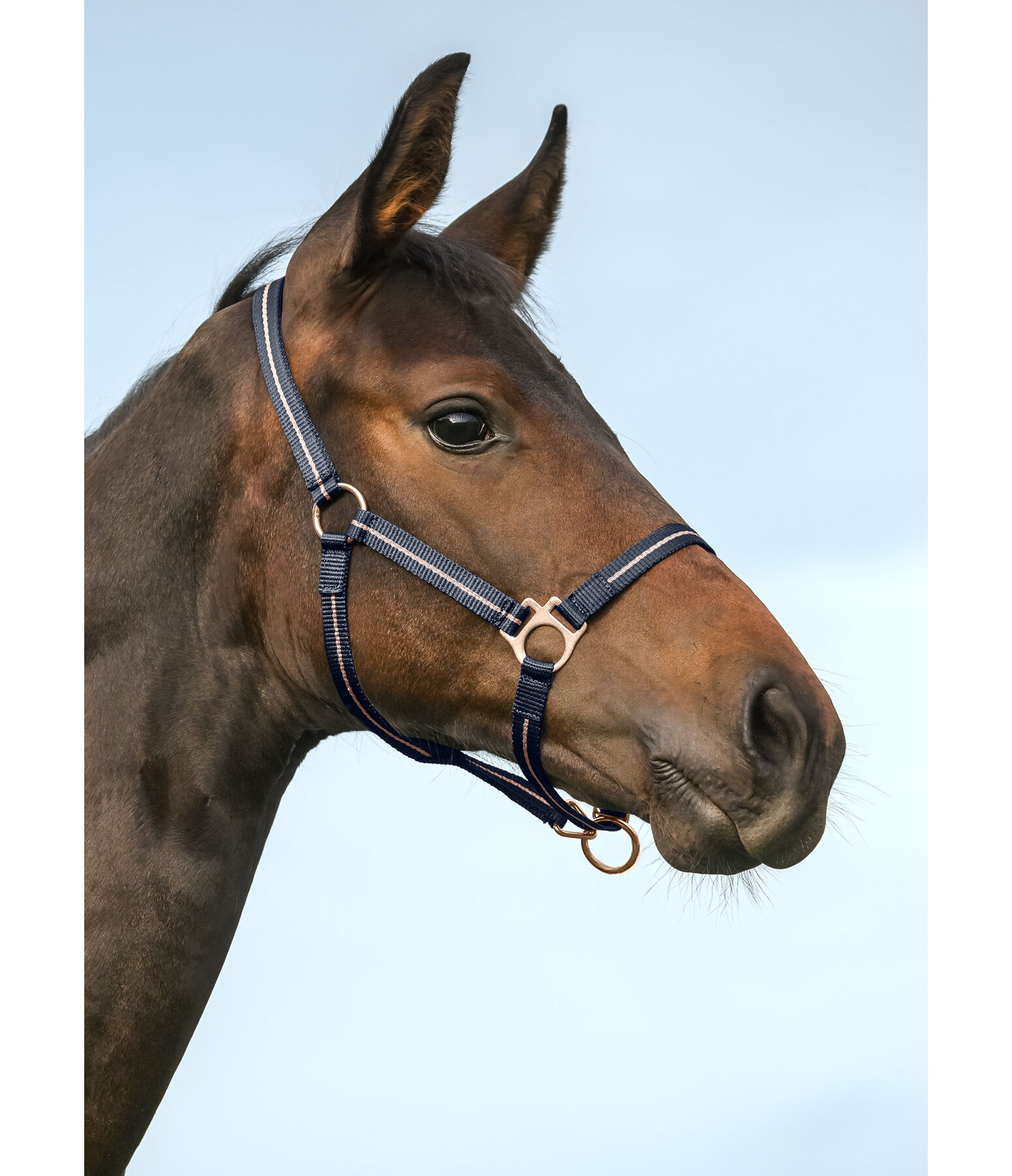 Licol poulain et shetland  Shimmering