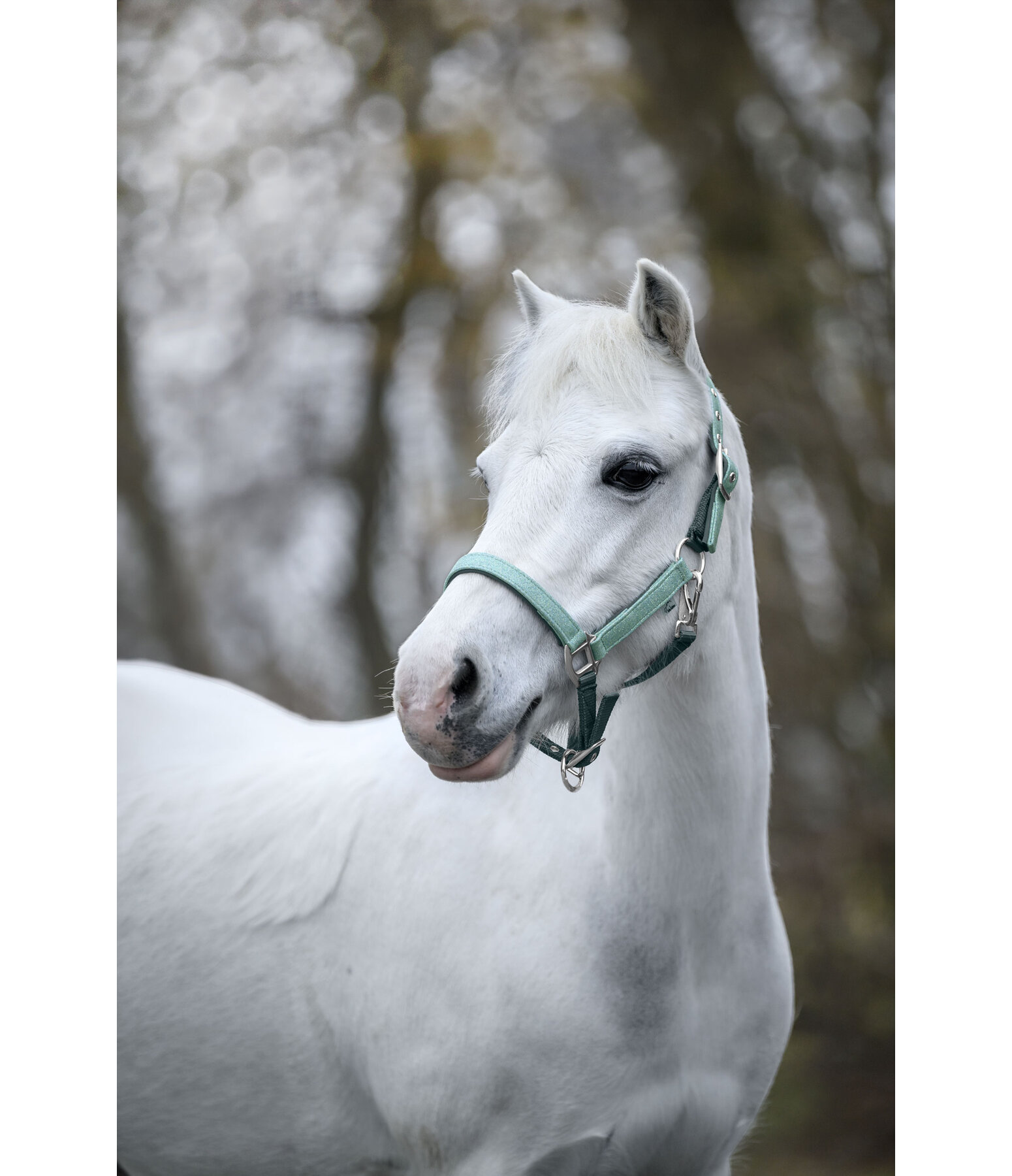 Licol poulain et shetland  Twinkle