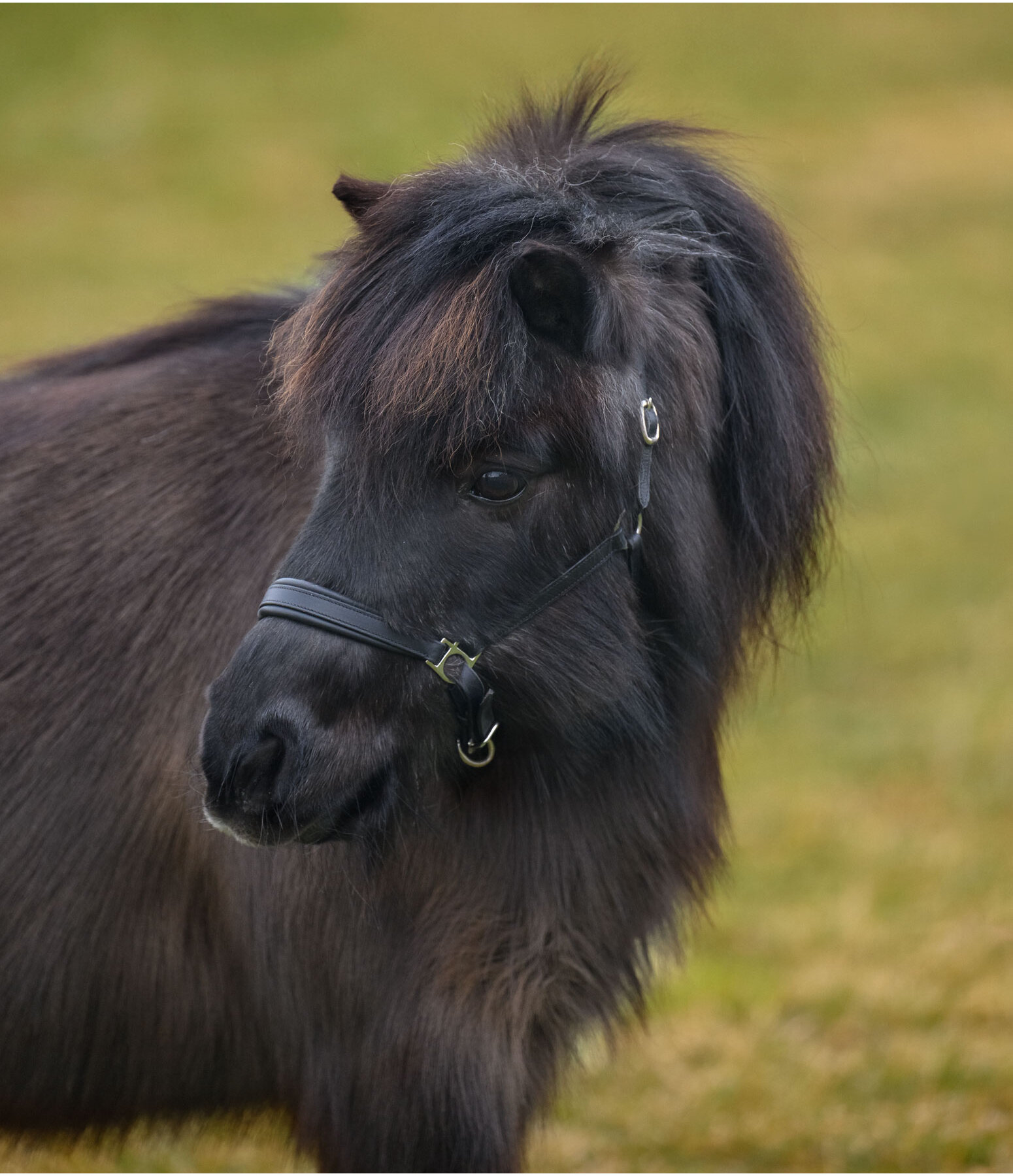 Licol en cuir pour poulain et shetland SHOWMASTER Siri
