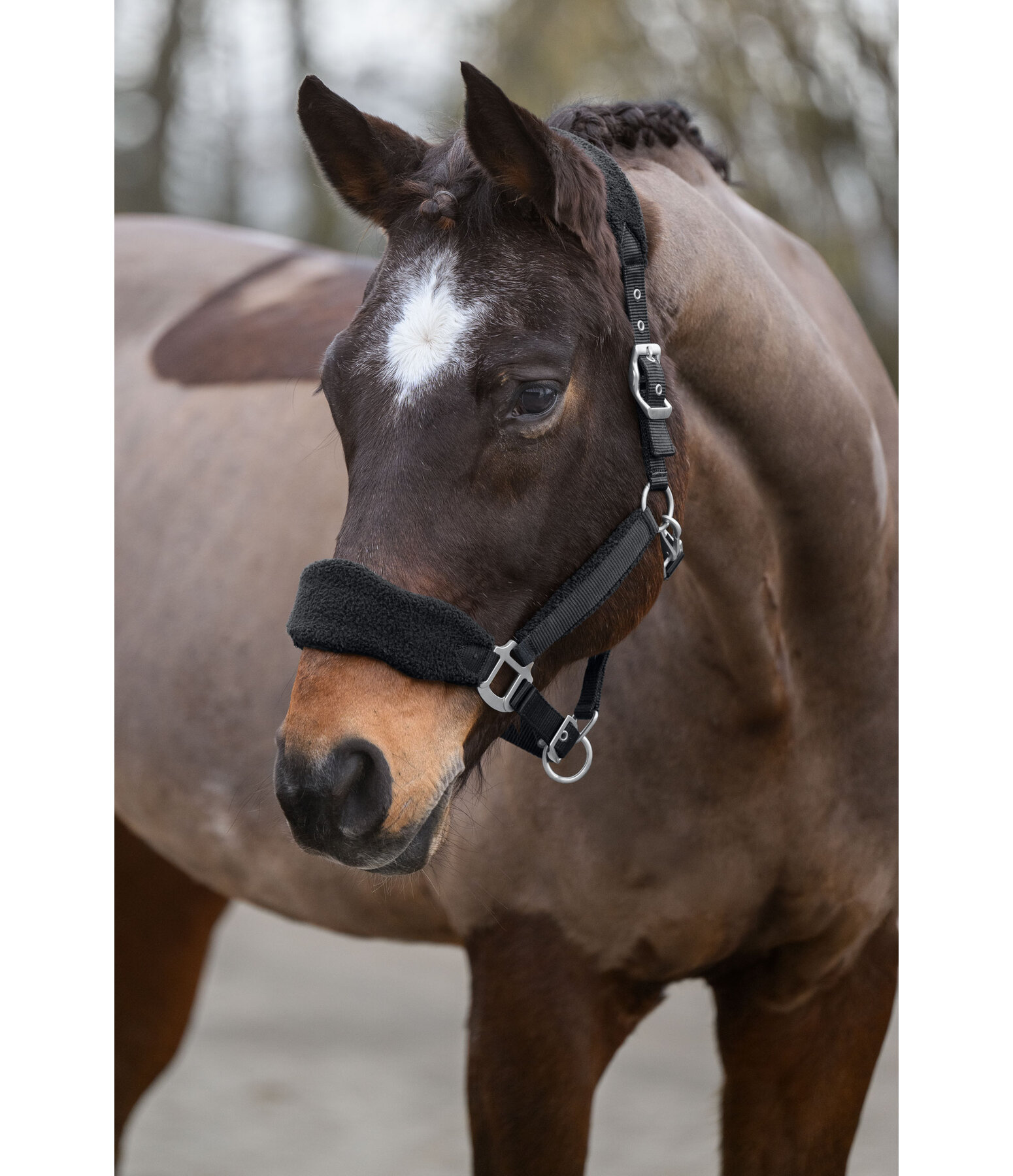 Licol en polaire Teddy