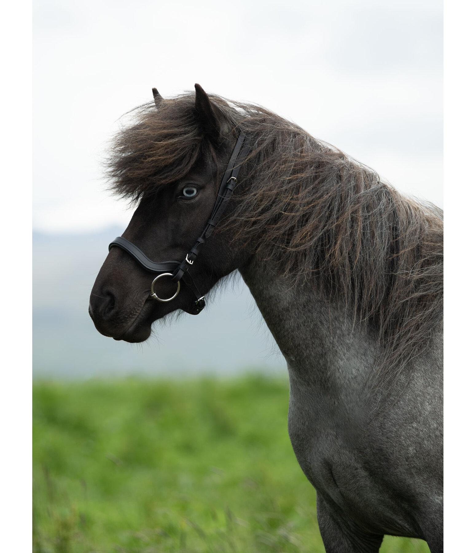 Muserolle anatomique  Leikur