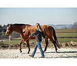 Stick Horsemanship   Profi