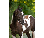 Bridon d'entra�nement en cuir Harness