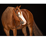 Bridon d'entranement une oreille en cuir Harness