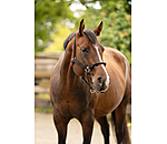 Licol � noeuds  Hybrid