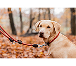 Laisse pour chien  Nature Rope