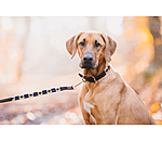 Ensemble collier et laisse en cuir pour chien  Polo Sports