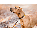 Ensemble collier et laisse en cuir pour chien  Polo Sports