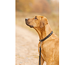 Ensemble collier et laisse en cuir pour chien  Polo Sports
