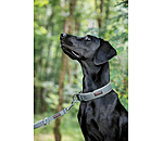 Collier pour chien  Becks