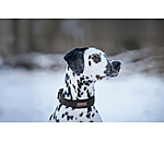 Collier pour chien  Becks