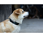 Collier pour chien  Becks