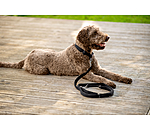 Collier pour chien  Becks