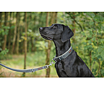 Laisse pour chien  Jade