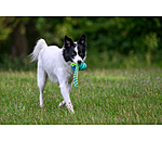 Jouet soins dentaires pour chien  Cleo