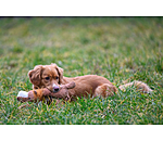 Peluche lion pour chien  Lio