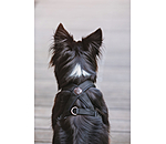 Harnais pour chien  Piper